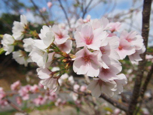 珍しい 桜 種類