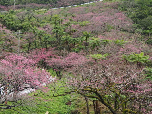 ヒカゲヘゴ　カンヒザクラ（寒緋桜）学名： Cerasus campanulata