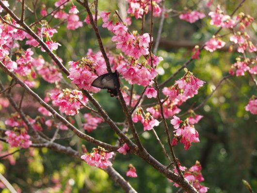 ジャコウアゲハ　カンヒザクラ（寒緋桜）学名： Cerasus campanulata