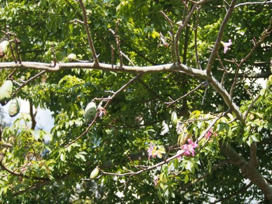 トックリキワタ（徳利木綿）学名：Ceiba speciosa　ピンクの花と綿になる前の緑の実