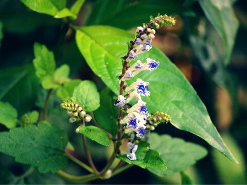 アカボシタツナミソウ（赤星立浪草 Scutellaria rubropunctata Hayata 
