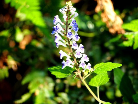 アカボシタツナミソウ（赤星立浪草）Scutellaria rubropunctata Hayata 