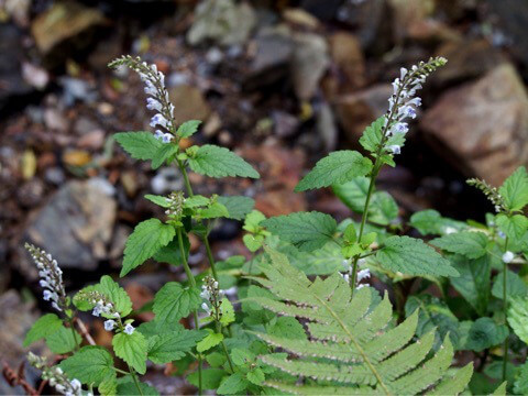 アカボシタツナミソウ（赤星立浪草）Scutellaria rubropunctata Hayata 