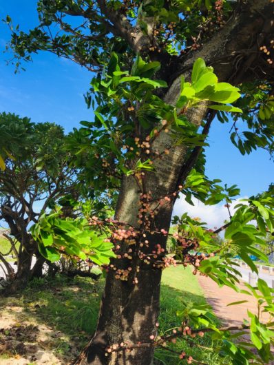 絞め殺しの木　幹に直接実がつく　アコウ   （赤榕）　学名：Ficus superba var. japonica