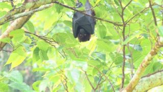 オリイオオコウモリ　大蝙蝠（フルーツバット）学名： Megachiroptera