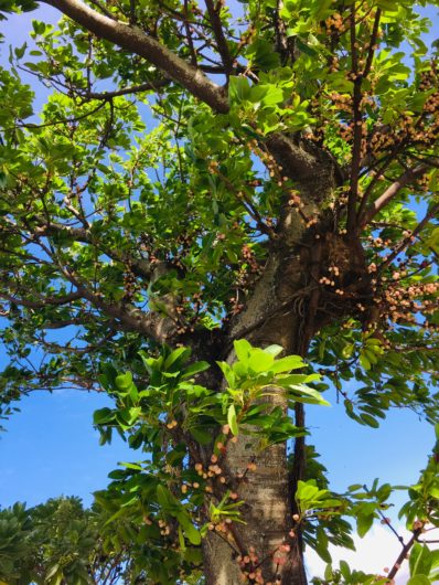 絞め殺しの木　幹に直接実がつく　アコウ   （赤榕）　学名：Ficus superba var. japonica