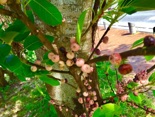 幹に直接実がつく　アコウ   （赤榕）　学名：Ficus superba var. japonica