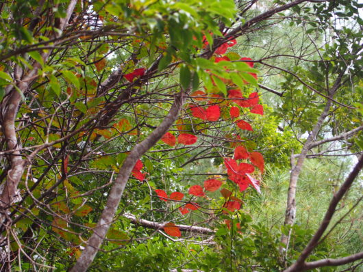沖縄で紅葉する　アカギ ( 赤木) 学名：Bischofia javanica　