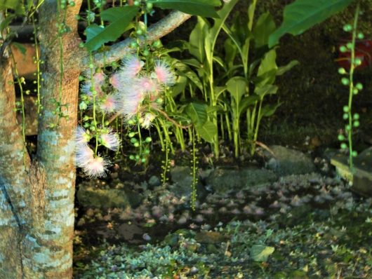 サガリバナ 舞花香Barringtonia racemosa