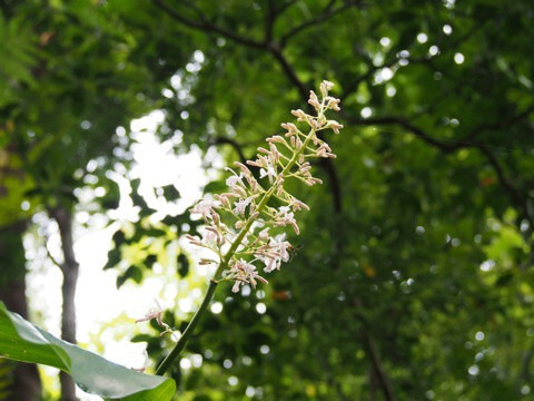 アオノクマタケラン　青野熊竹蘭　 Alpinia intermedia  ショウガ科ハナミョウガ属