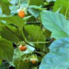 リュウキュウイチゴ(琉球苺) 学名：Rubus grayanus