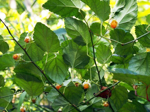 リュウキュウイチゴ　琉球苺　Rubus grayanus