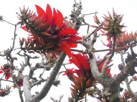 デイゴ　梯梧　Erythrina variegata
