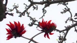 デイゴ　梯梧　Erythrina variegata
