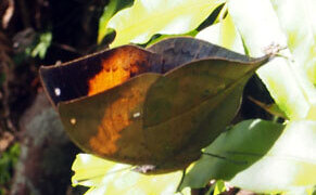 コノハチョウ　木の葉蝶Kallima inachus eucerca
