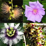 【まとめ】　沖縄で出会った植物たち　【開花時期順】