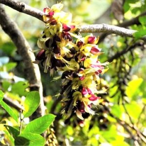 森のシャンデリア イルカンダ ウジルカンダ Mucuna macrocarpa 