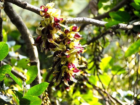 森のシャンデリア イルカンダ ウジルカンダ Mucuna macrocarpa 