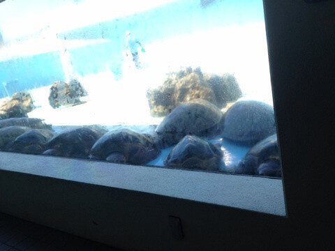 美ら海水族館　ウミガメ