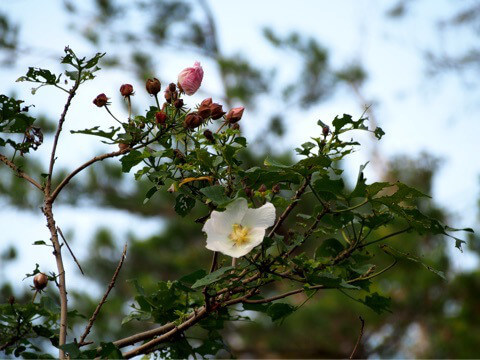 サキシマフヨウ（先島芙蓉）学名：Hibiscus makinoi　アオイ科フヨウ属の半落葉低木