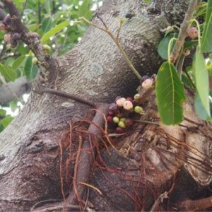 絞め殺しの木　幹に直接実がつく　アコウ （赤榕）　学名：Ficus superba var. japonica