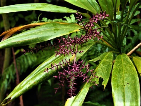 センネンボク （千年木）Cordyline fruticosa センネンソウ  Ti Tree 