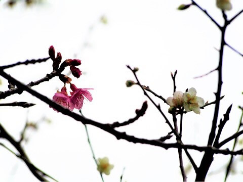 ヒカンサクラ　ウメ（梅）学名：Prunus mume