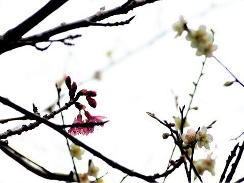 ヒカンサクラ　ウメ（梅）学名：Prunus mume