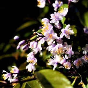 アオバナハイノキ　寄せ株　/306 アオバナハイノキ 寄せ株 /306