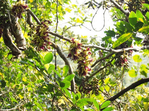 森のシャンデリア イルカンダ ウジルカンダ Mucuna macrocarpa 