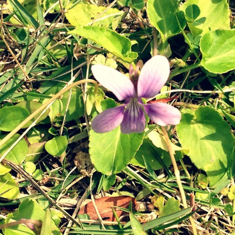 リュウキュウコスミレ(琉球小菫) 学名：Viola yedoensis var. pseudo-japonica