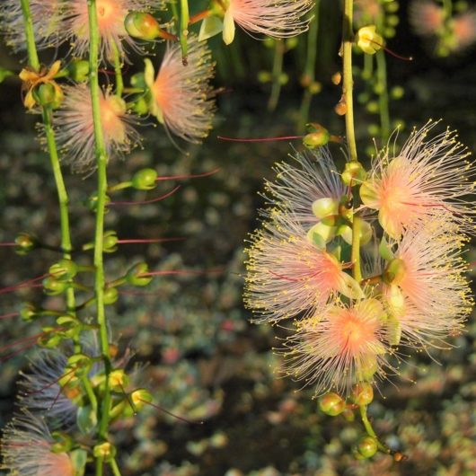 サガリバナ　舞花香　Barringtonia racemosa