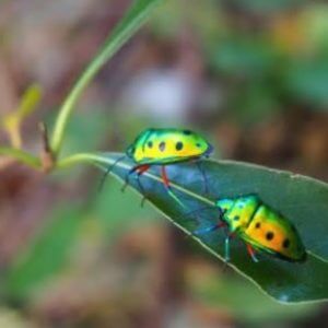 ナナホシキンカメムシ 七星金亀虫 学名 Calliphara Exellens Exellens 暮らしに馴染む旅