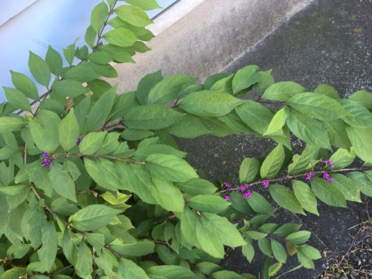ムラサキシキブ　紫式部　Callicarpa japonica