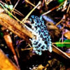 日本一美しいカエル！しかも青のオキナワイシカワカエル  (沖縄石川蛙）学名：Odorran