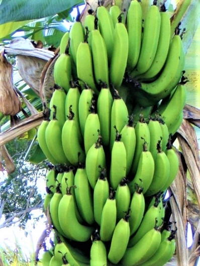 三尺バナナ　ジャパニーズバナナ　MUSA acuminata cv. （Dwarf Banana）