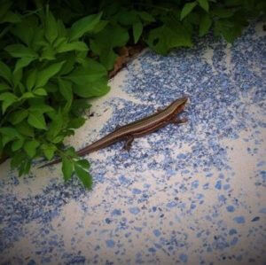 オキナワトカゲ（沖縄蜥蜴) 学名：Plestiodon marginatus | 暮らしに
