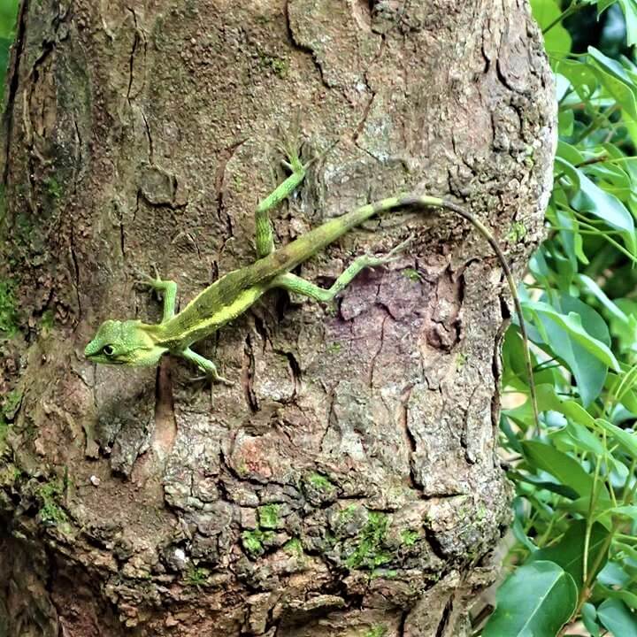 オキナワキノボリトカゲ 学名 Japarula Polygonata Polygonata 暮らしに馴染む旅