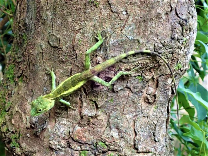 オキナワキノボリトカゲ 学名：Japarula polygonata polygonata 暮らしに馴染む旅