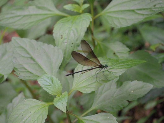リュウキュウハグロトンボの雌 (琉球羽黒蜻蛉) Matrona basilaris japonica