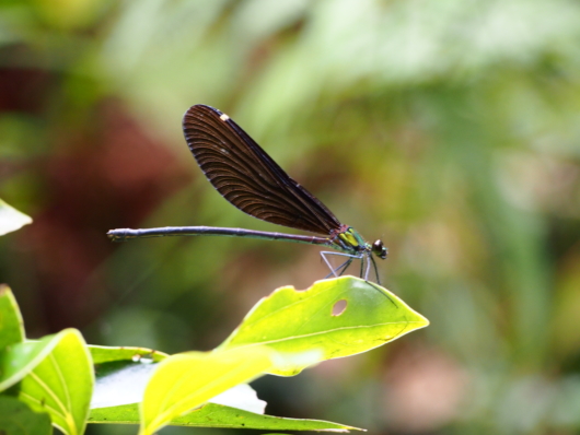 リュウキュウハグロトンボの雌 (琉球羽黒蜻蛉) Matrona basilaris japonica
