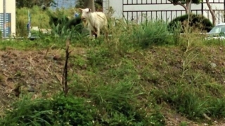 沖縄　家畜　山羊
