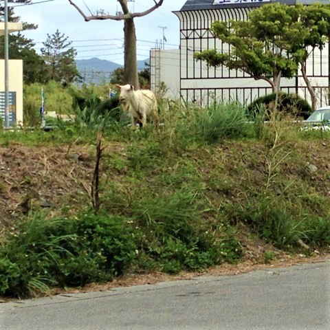 沖縄　家畜　山羊