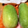 オキナワトウガン（冬瓜) 学名：Benincasa hispida　シブイ winter melon