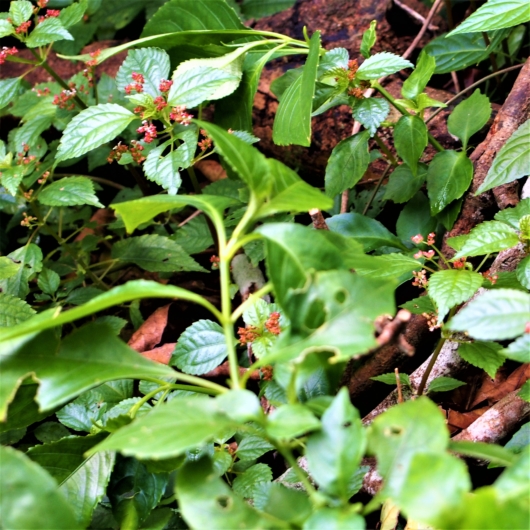 アリサンミズ　学名：Pilea aquarum var. brevicornuta