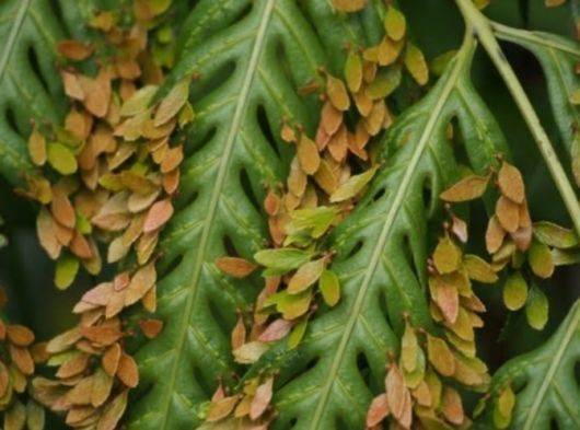タイワンコモチシダ(台湾子持羊歯) 学名：Woodwardia orientalis var. formosana Rosenst.