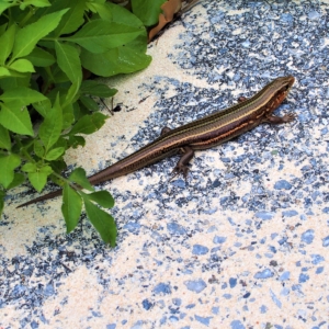 キシノウエトカゲ　Kishinoue's blue-tailed skink　岸之上蜥蜴　Plestiodon kishinouyei