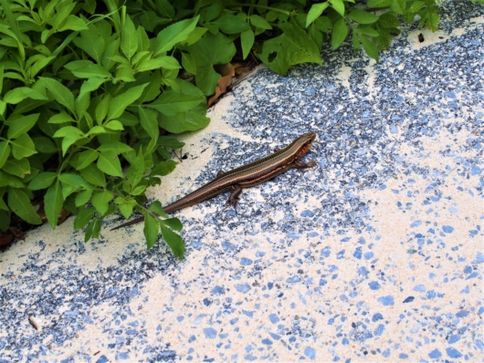 キシノウエトカゲ　Kishinoue's blue-tailed skink　岸之上蜥蜴　Plestiodon kishinouyei