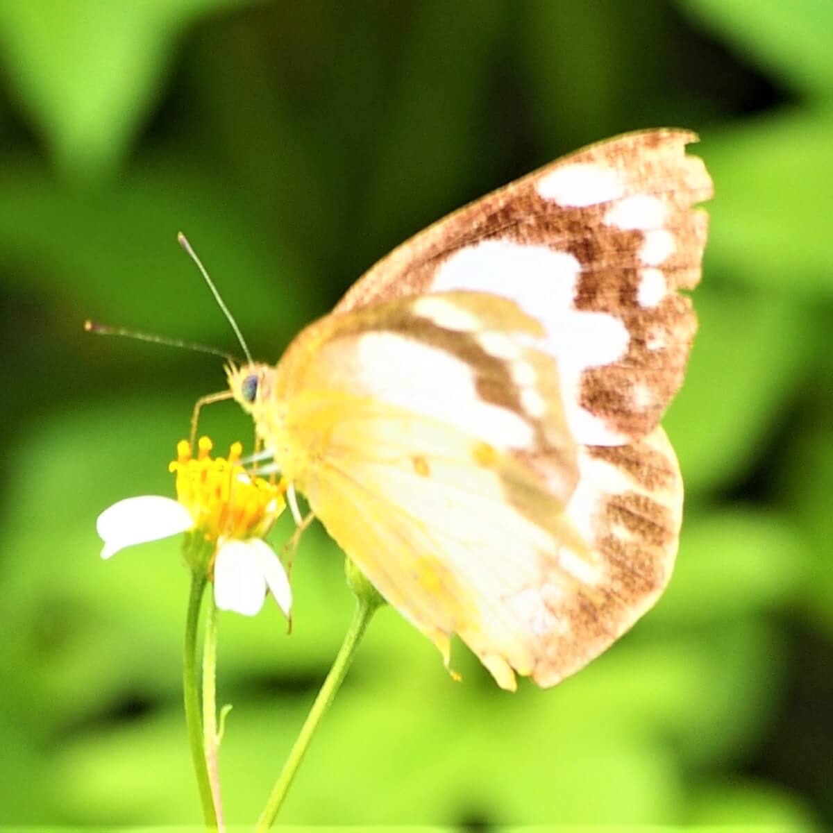 ナミエシロチョウ（浪江白蝶 ） 学名：Appias paulina | 暮らしに馴染む旅