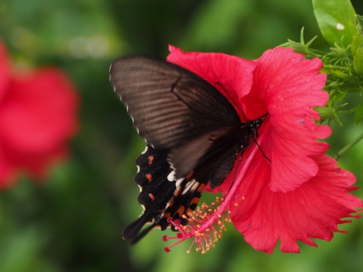 モンキアゲハ 紋黄揚羽 Papilio helenus　the red helen